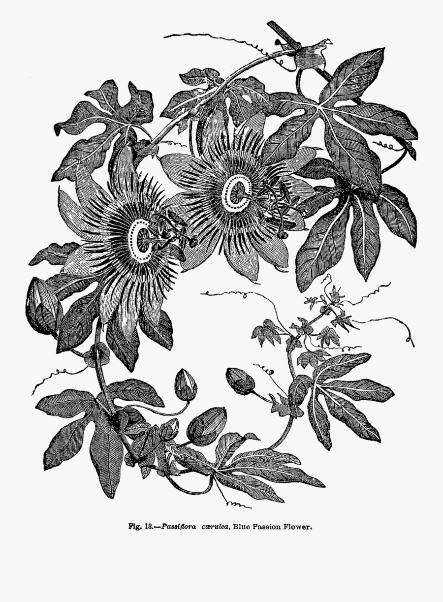 Passion Flower Botanical Print Black And White, Transparent Clipart
