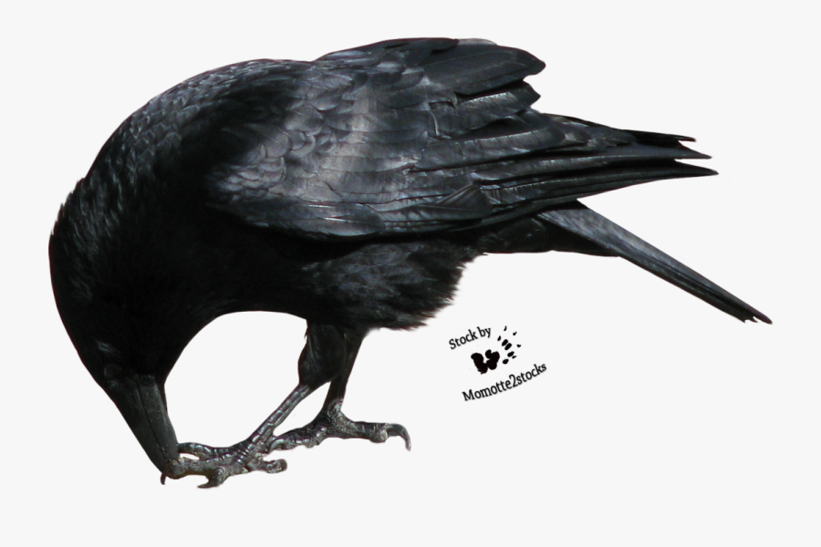 Download Crow Png Transparent Picture 085 - Crow Eating Png, Transparent Clipart