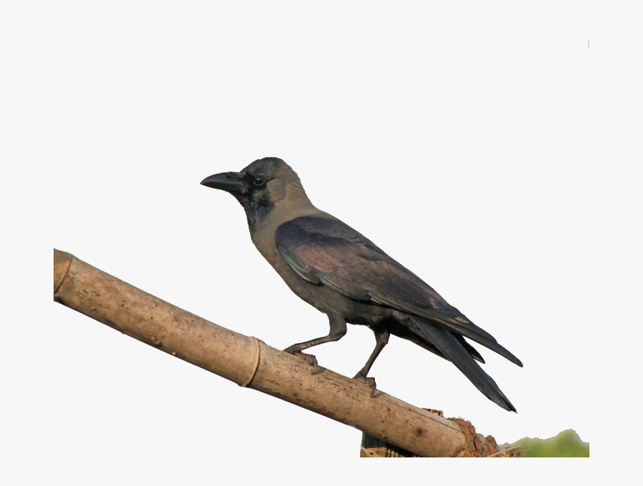 Crow Png Pic - Crow Png, Transparent Clipart