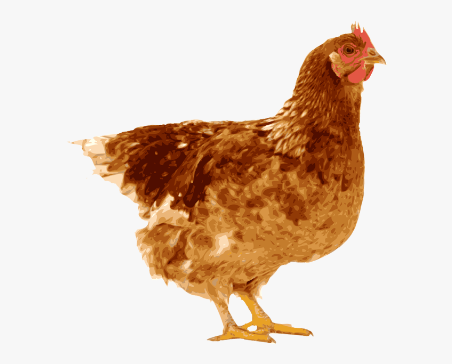 Transparent Clipart Of A Hen - Chicken Laying Egg, Transparent Clipart