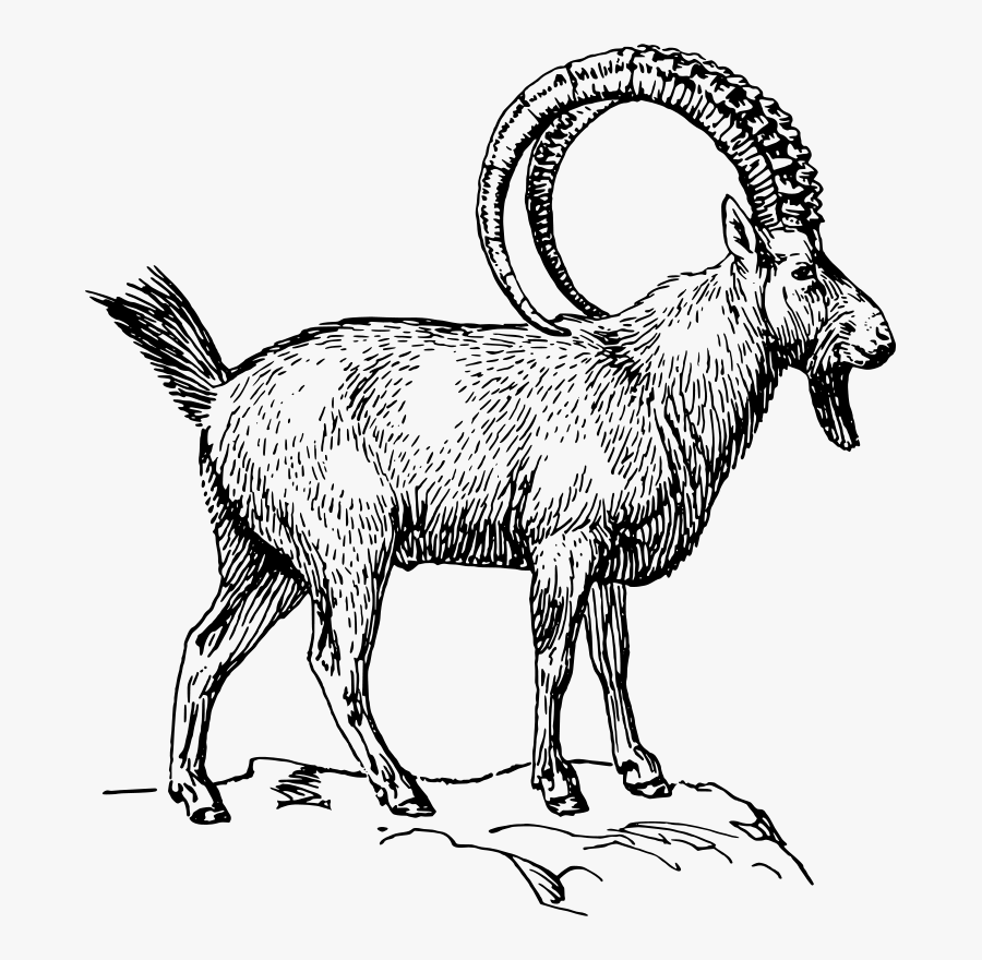 Горный козел раскраска. Козёл карандашом. Кавказский горный козел карандашом. Горный козел нарисовать. Горный козел рисунок.