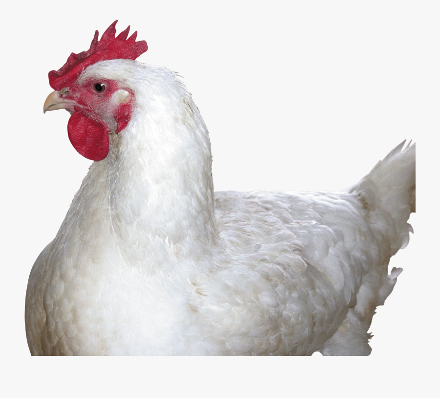 Transparent Hen Clipart - Murgi Png, Transparent Clipart