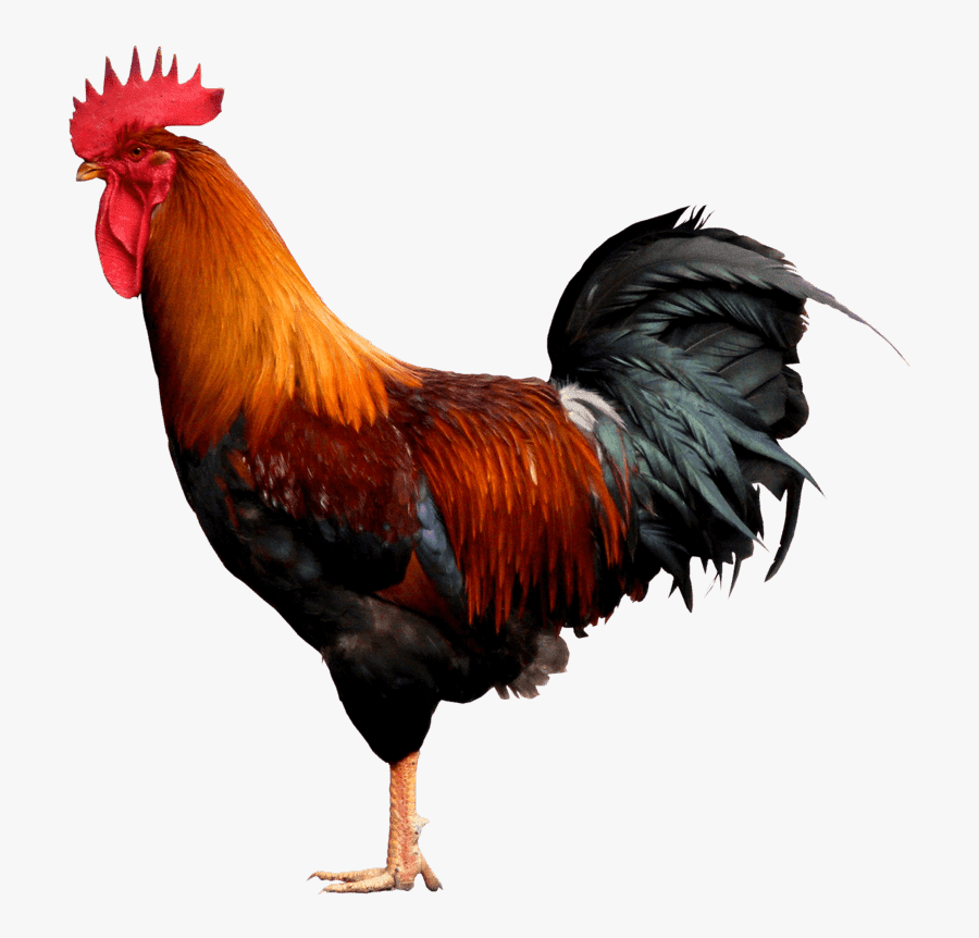Cock Png, Transparent Clipart
