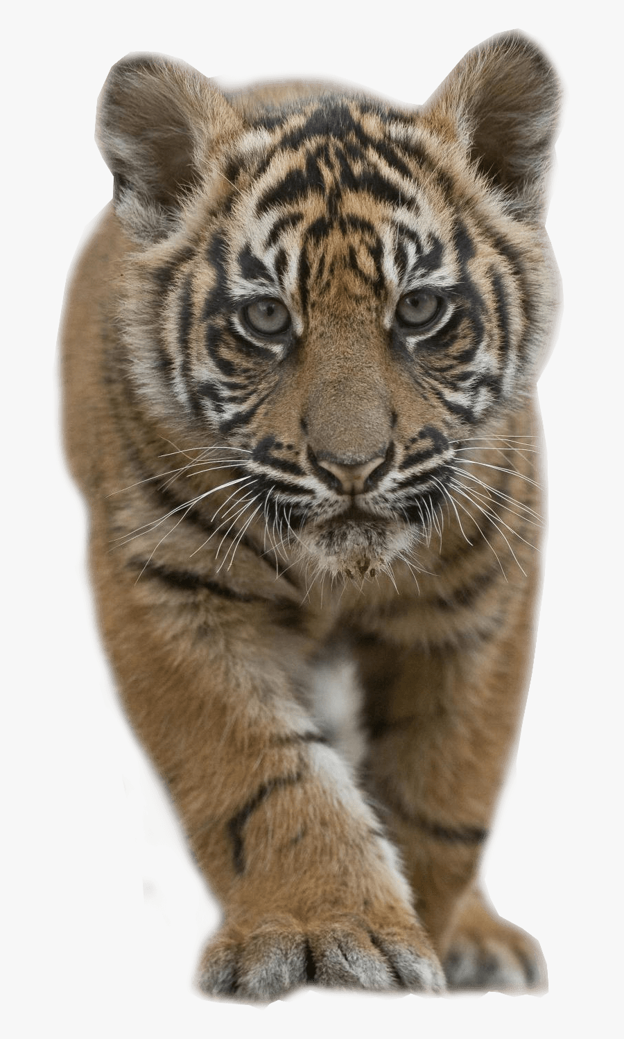 Baby Tiger - Transparent Tiger Cub Png, Transparent Clipart