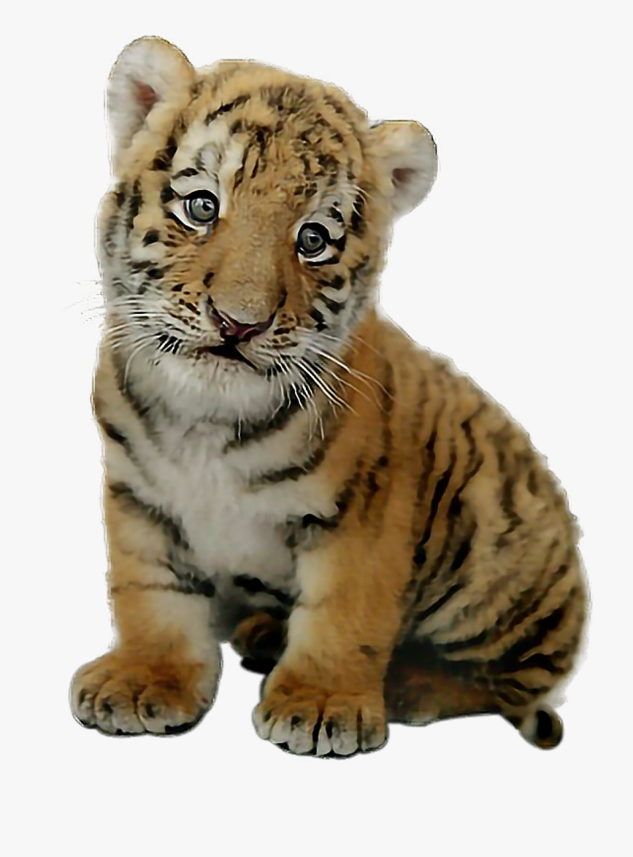 Transparent Tiger Png - Transparent Baby Tiger Png, Transparent Clipart