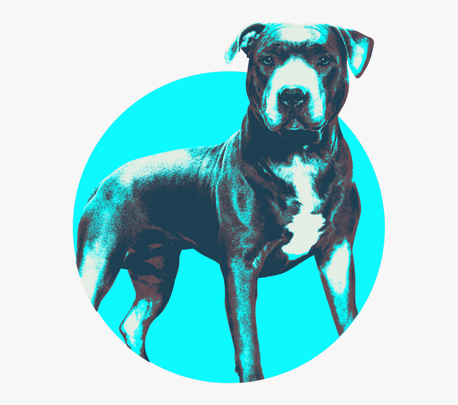 Transparent Claddagh Png - Staffordshire Bull Terrier, Transparent Clipart