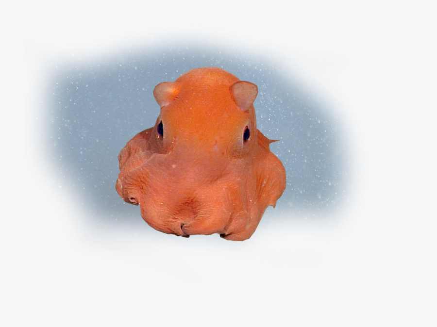 Flapjack Octopus - Real Life Flapjack Octopus, Transparent Clipart