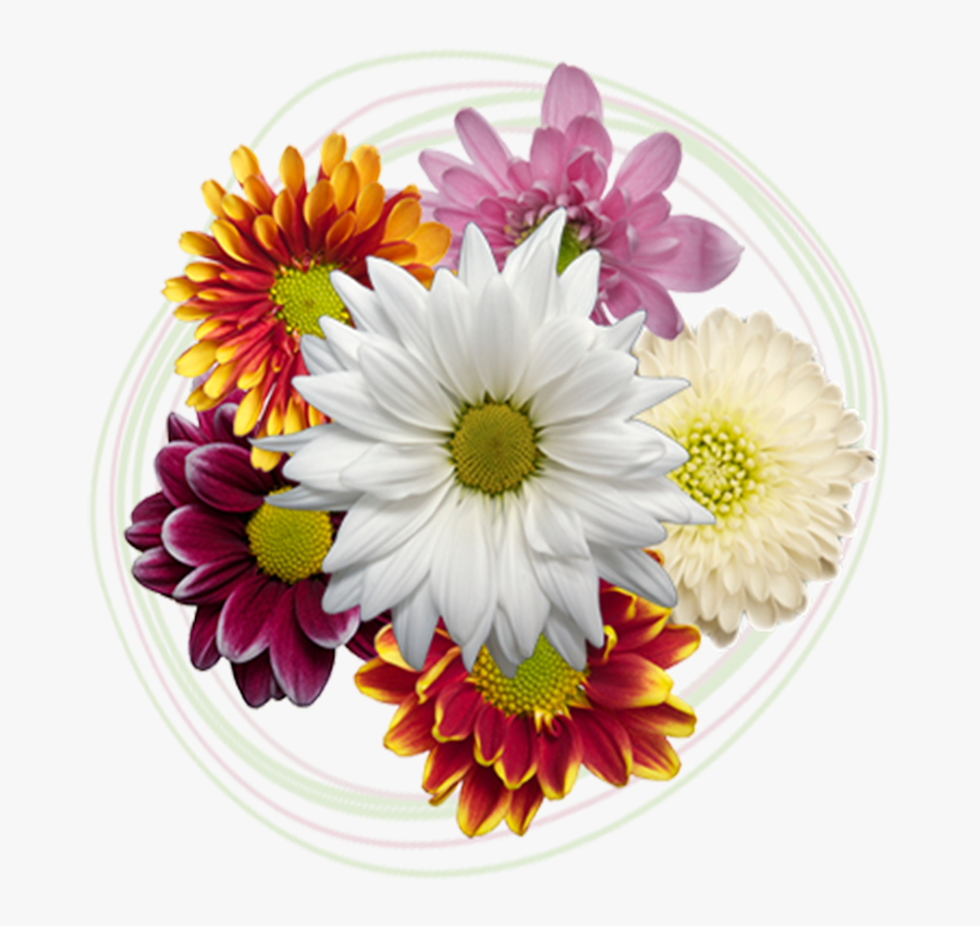 Click To Enlarge Image Poms - Daisy, Transparent Clipart