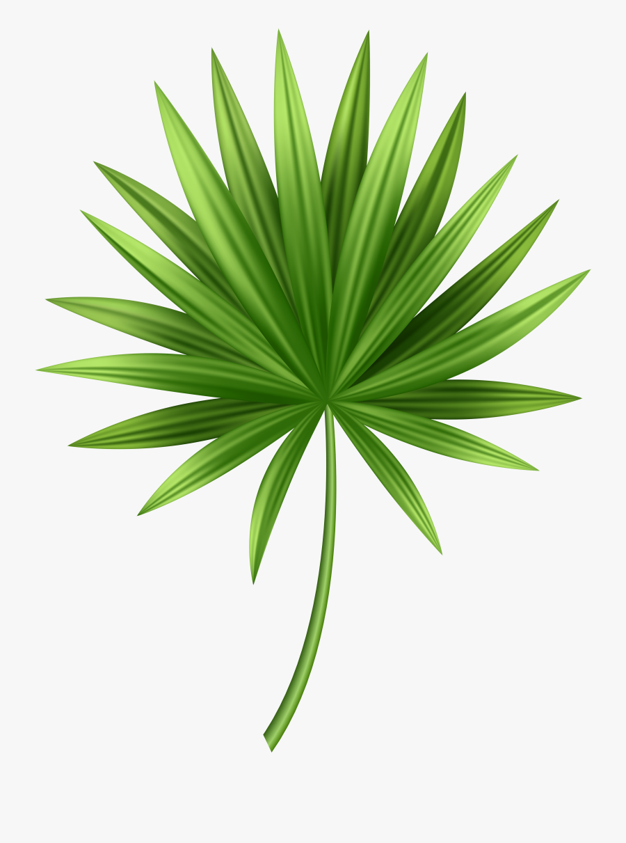 Leaf Cliparts Png Tropical - Tropical Leaves Png Hd, Transparent Clipart
