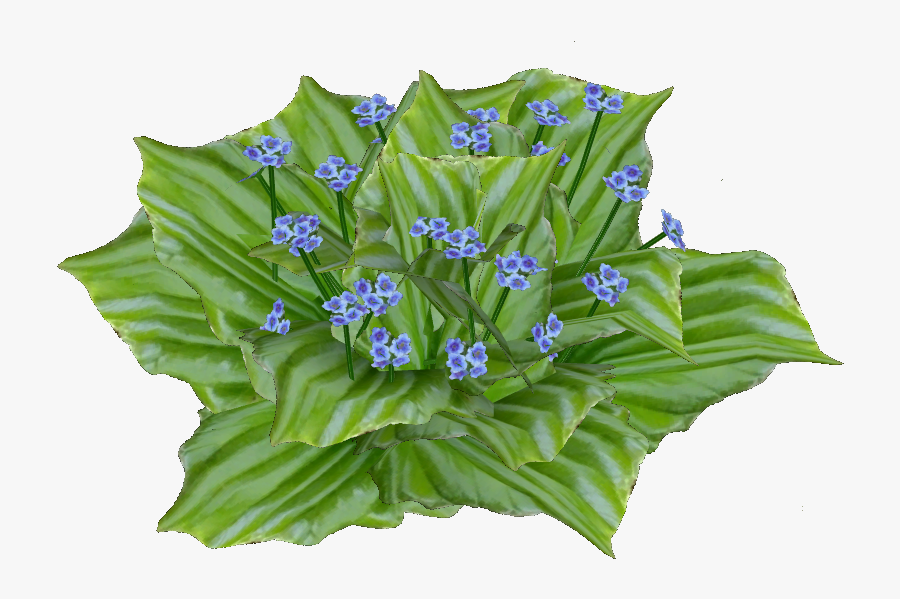Transparent Forget Me Not Png - Dayflower, Transparent Clipart