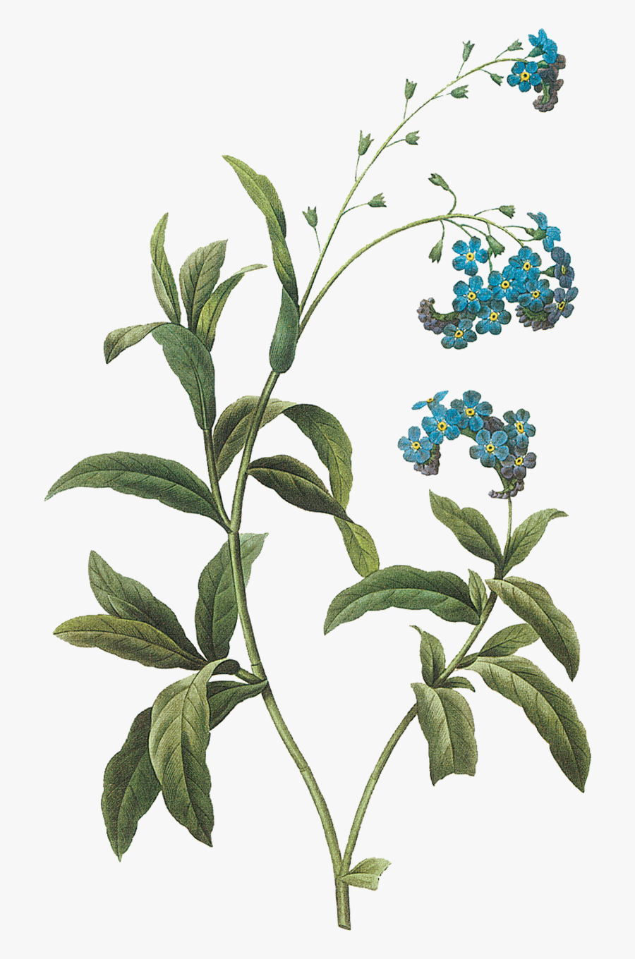 - Сделай Сам - Botanical Inspirations By Lynn Araujo, Transparent Clipart