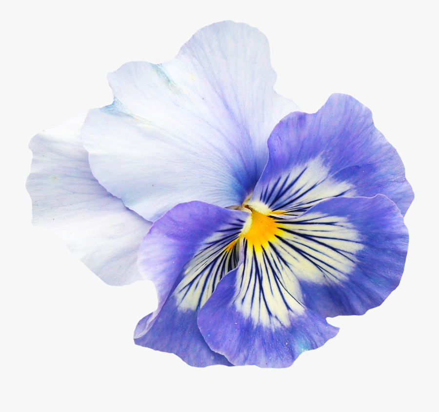 Transparent Pansy Clipart - Pansy Flower Png , Free Transparent Clipart - C...