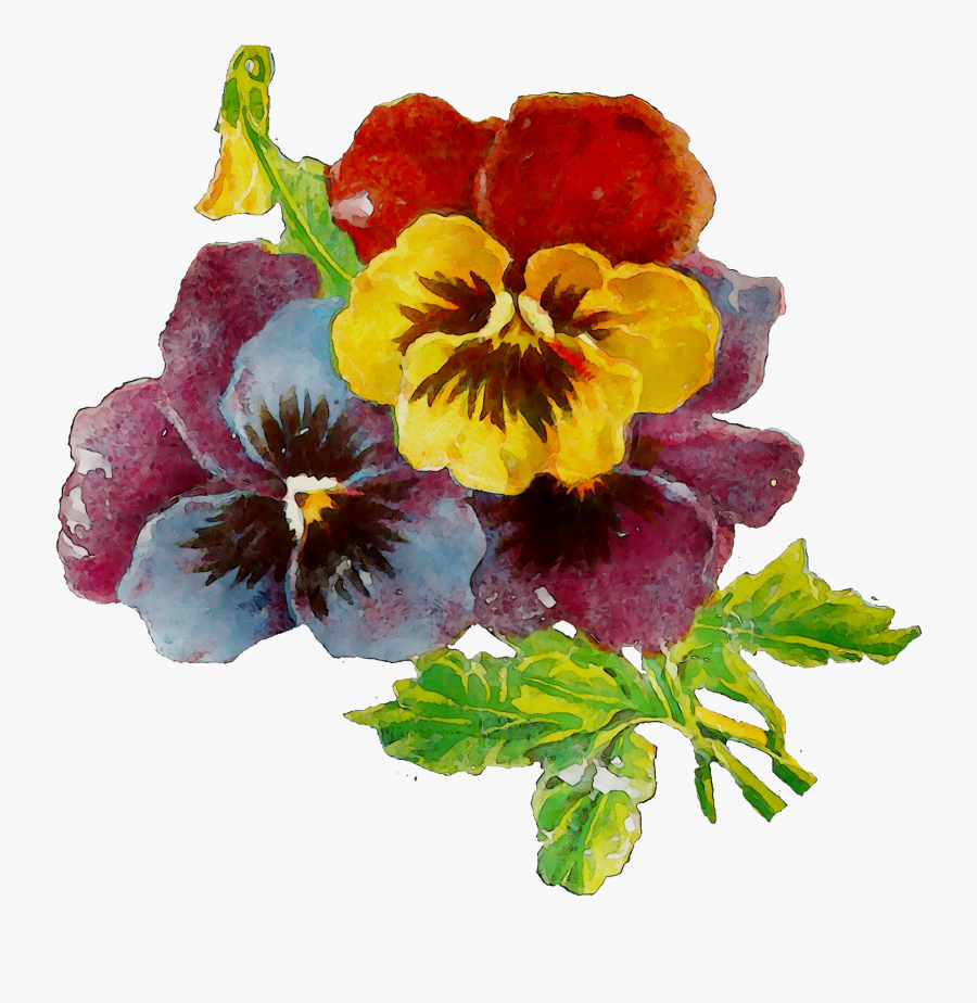 Pansy Plants Plant Annual Primrose Download Hd Png - Pansy, Transparent Clipart