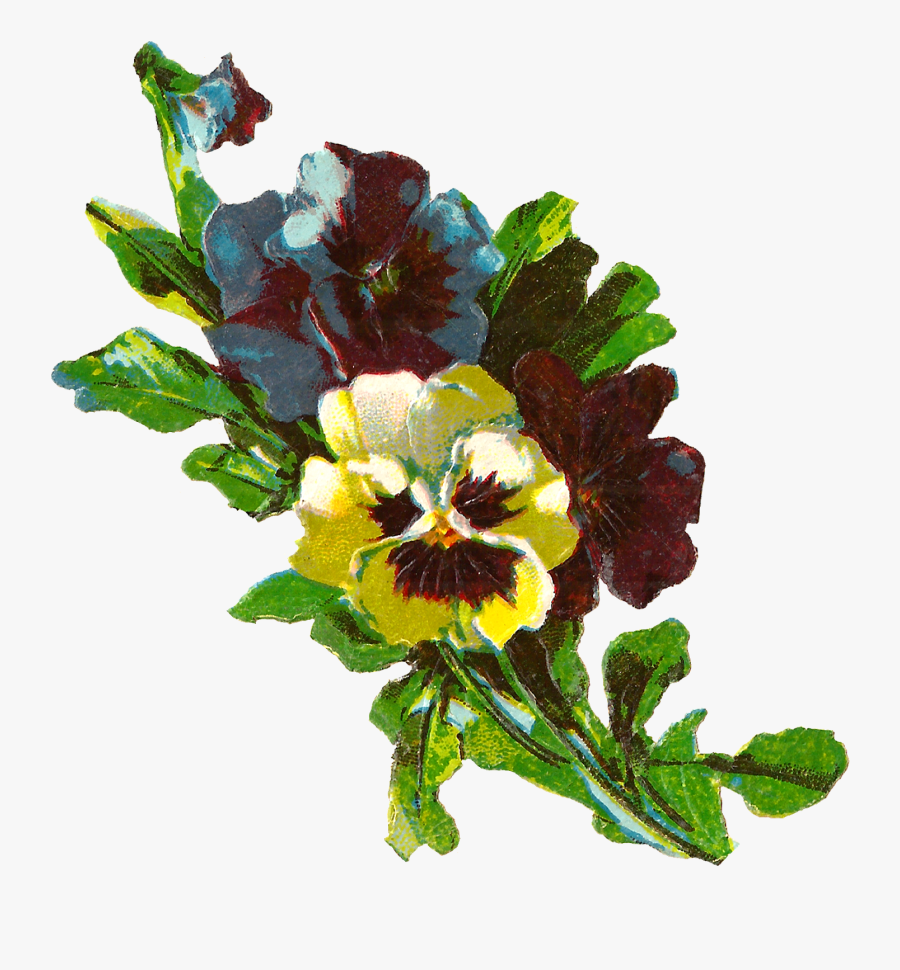Pansy, Transparent Clipart