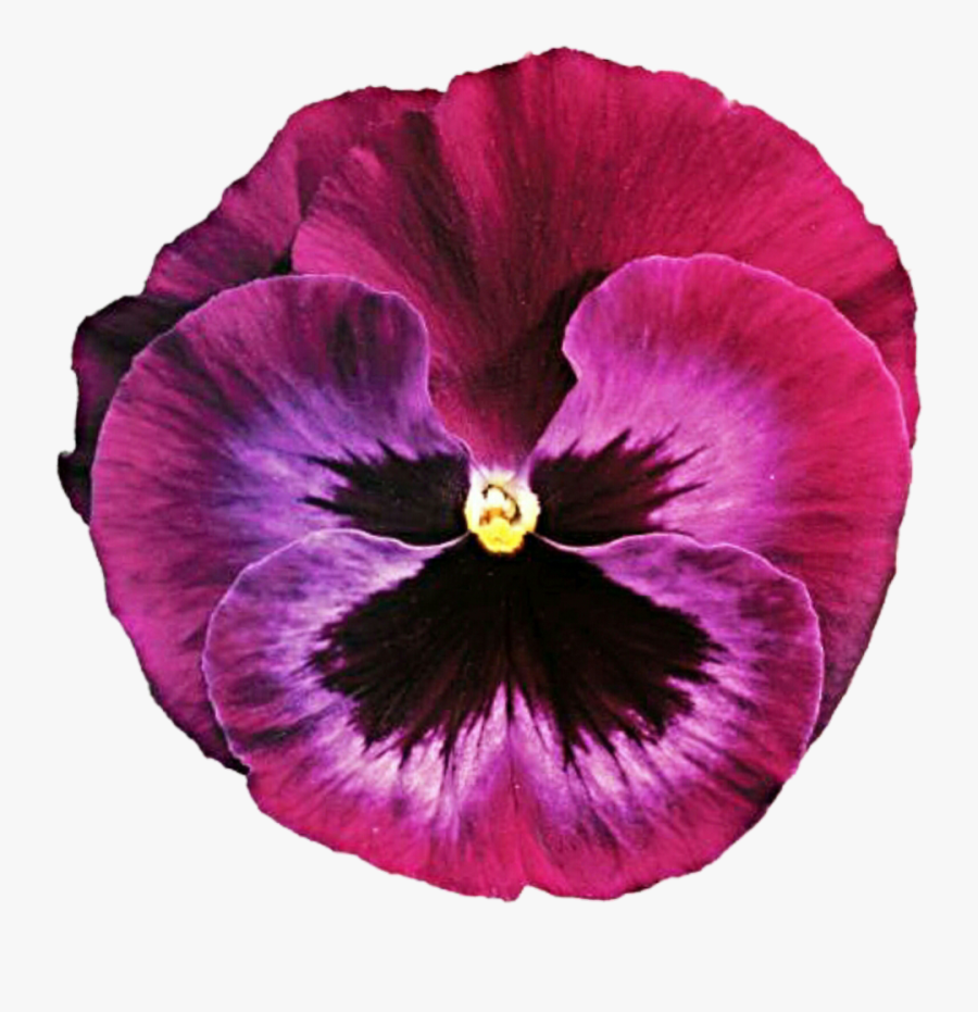 Pink Clipart Pansy - Pansy , Free Transparent Clipart - ClipartKey.