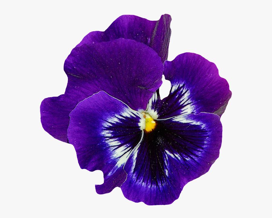 Violet Flower No Background, Transparent Clipart