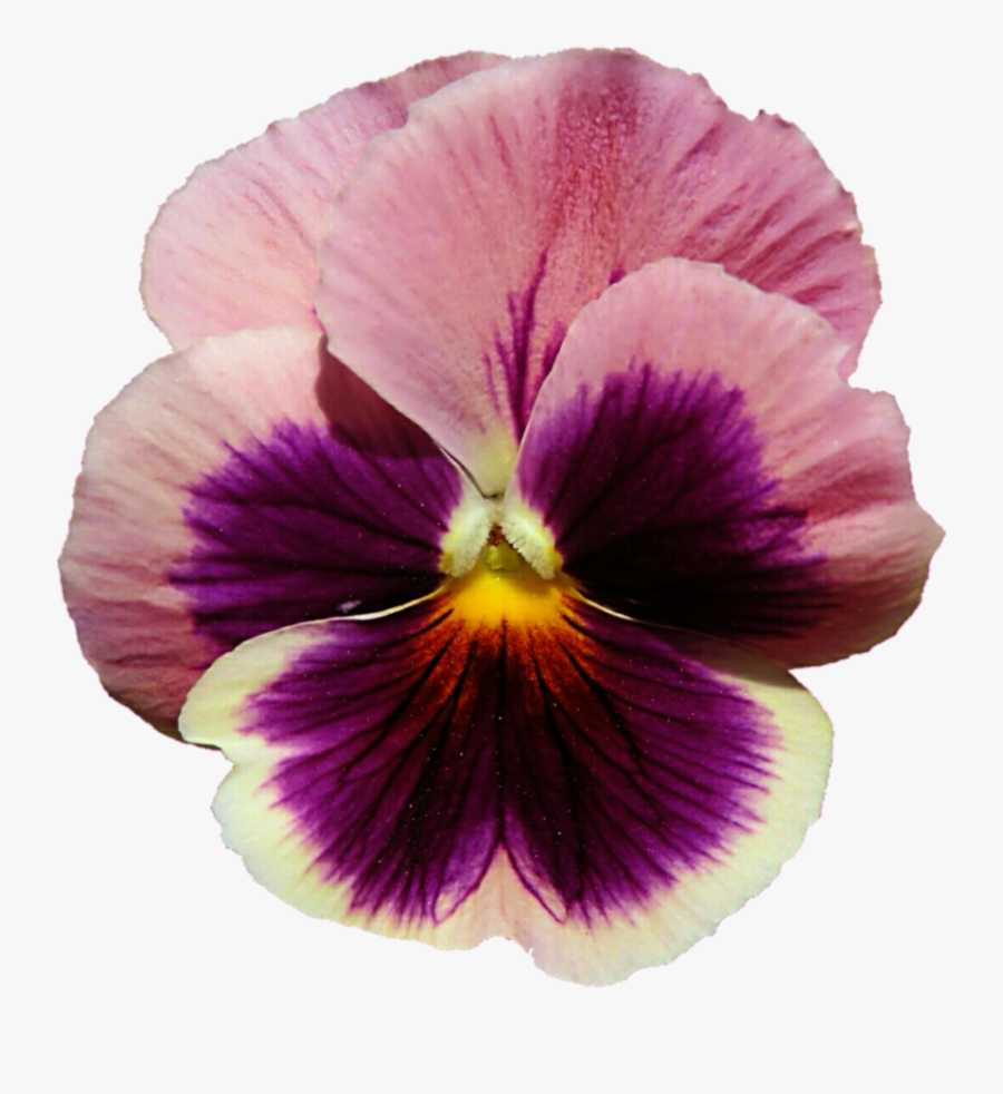 Flower Picture Freeuse - Purple Pansy Pansy Violet Flower Background, Transparent Clipart