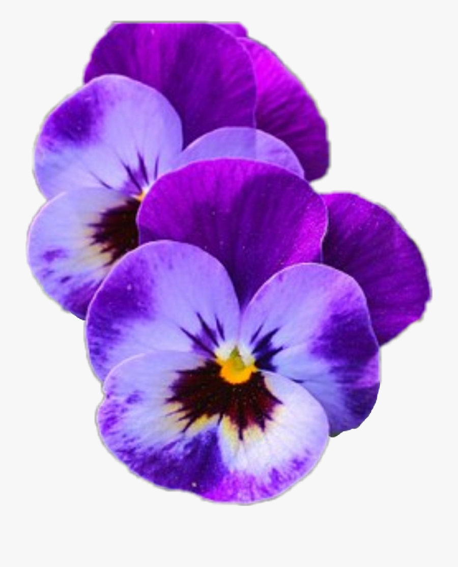 Transparent Pansy Clipart - Violet Flower, Transparent Clipart