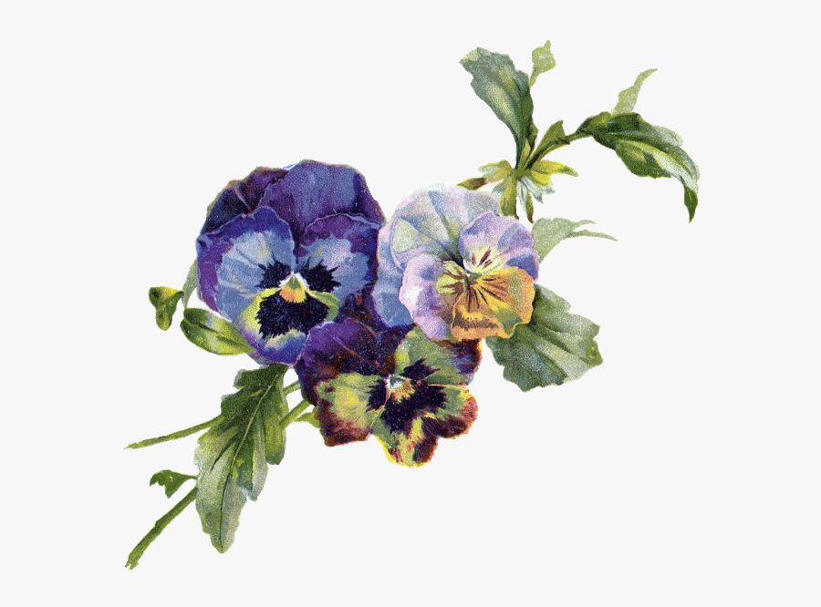 Pansies Transparent Pansy Blue Png, Transparent Clipart
