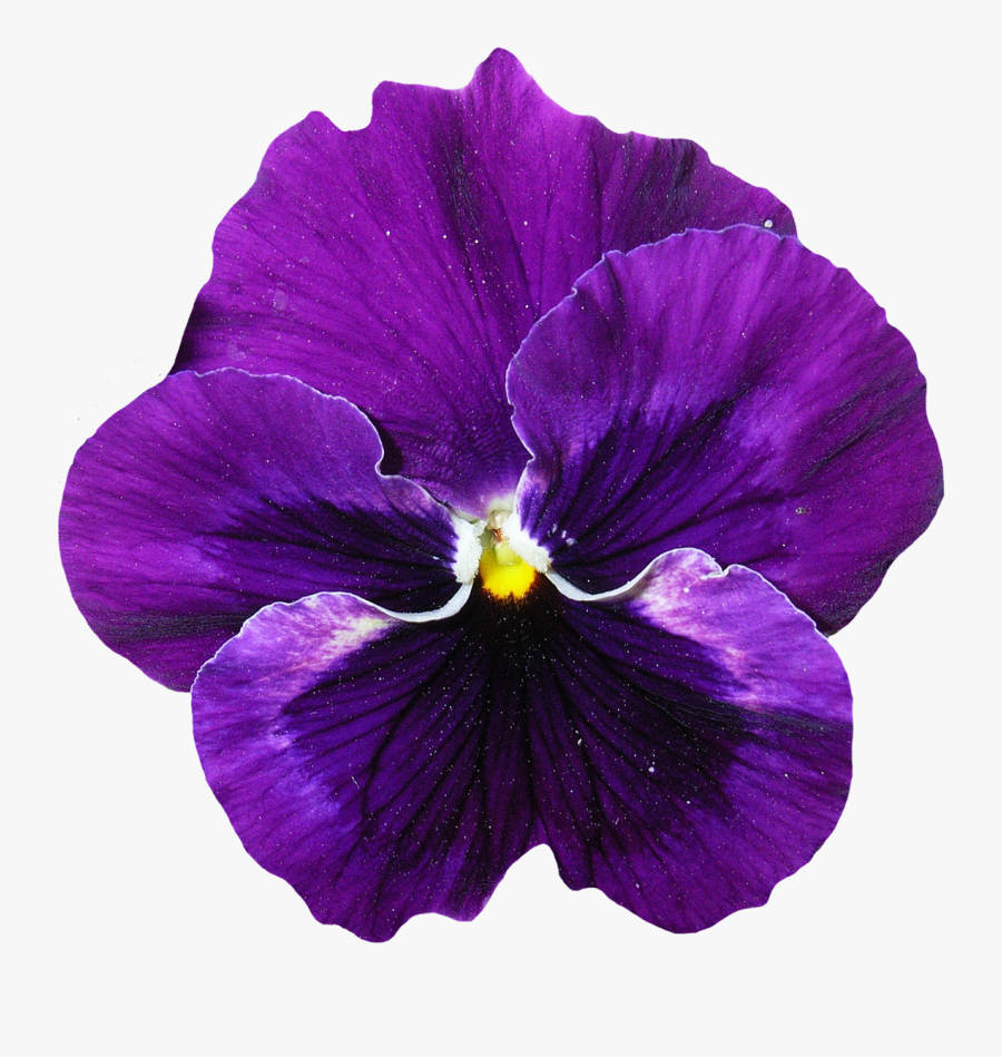 Pansy Flower Png Image - Purple Flower Png , Free Transparent Clipart - Cli...
