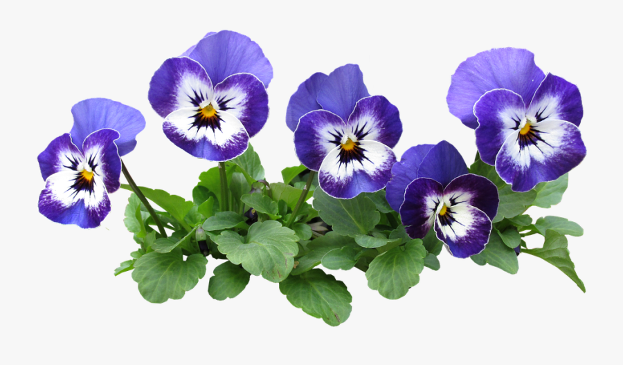 Pansy Flowers Plant Nature Garden Flowerbed - Pansy Png, Transparent Clipart