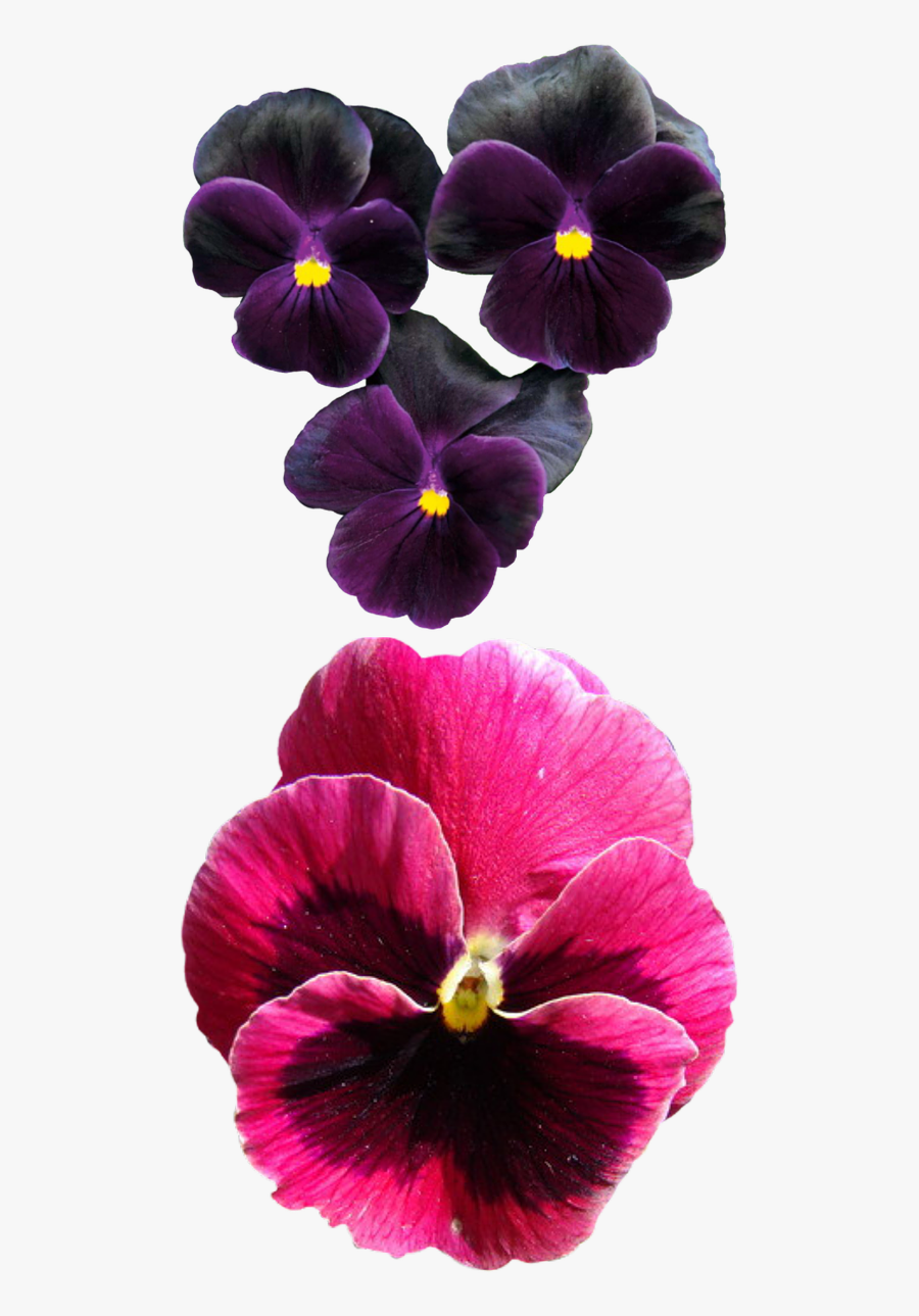 Fleur Pensée Png, Transparent Clipart