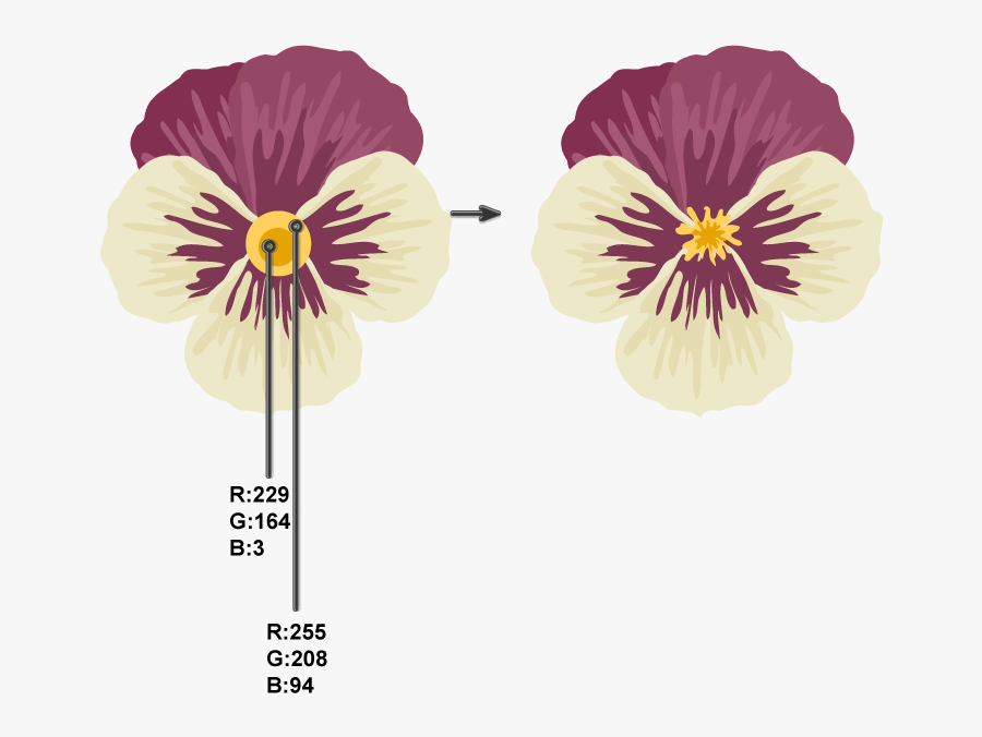 Creating Pistil And Stamens - Pansy, Transparent Clipart