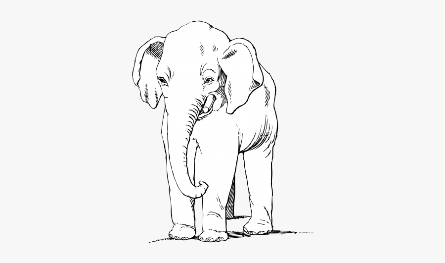Indian Elephant, Transparent Clipart
