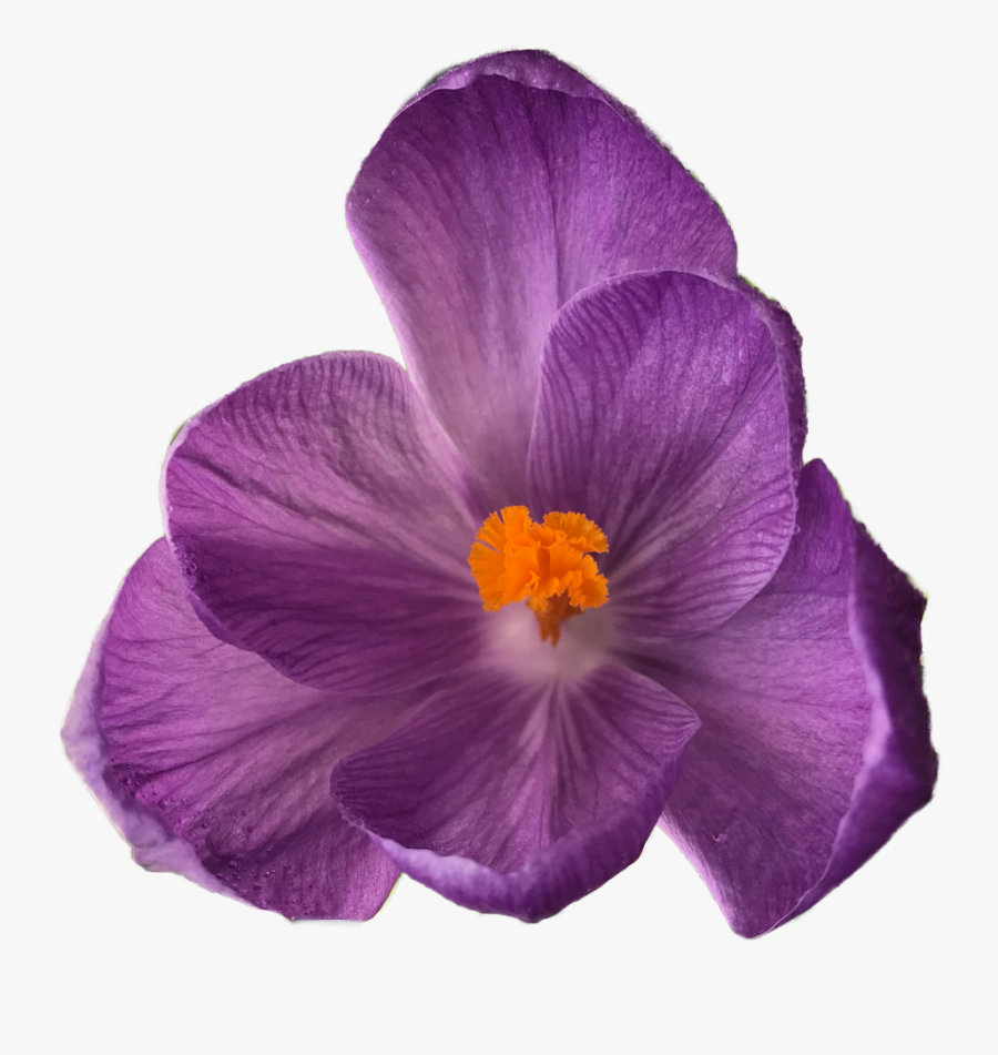 Crocus Pansy Flower Bouquet - Flowers On Clear Background, Transparent Clipart