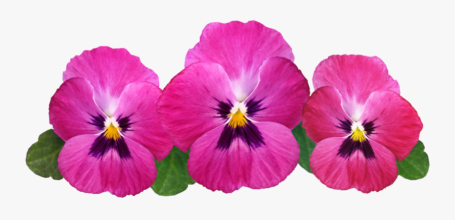 Pansies Png Image - Pansies Png, Transparent Clipart