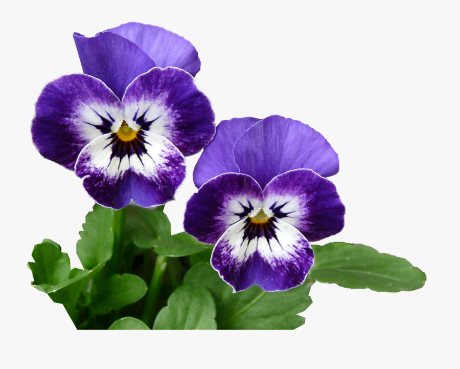 Pansy , Free Transparent Clipart - ClipartKey.