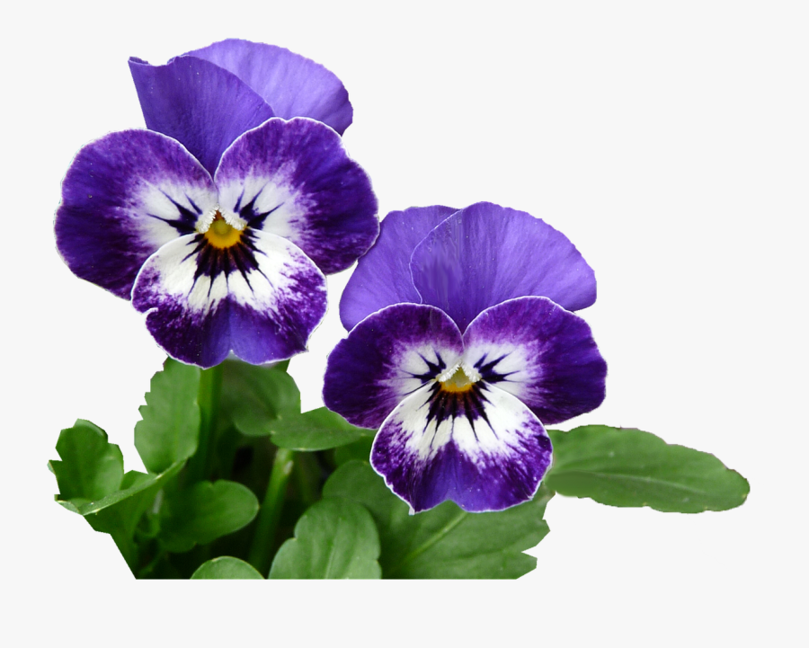 Pansy, Transparent Clipart