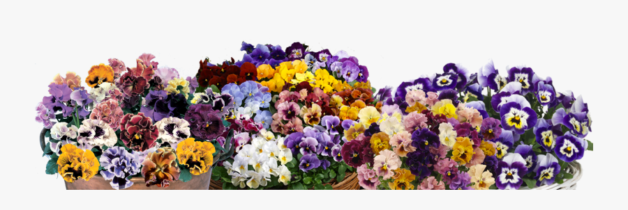 Transparent Pansies Png - Bouquet, Transparent Clipart