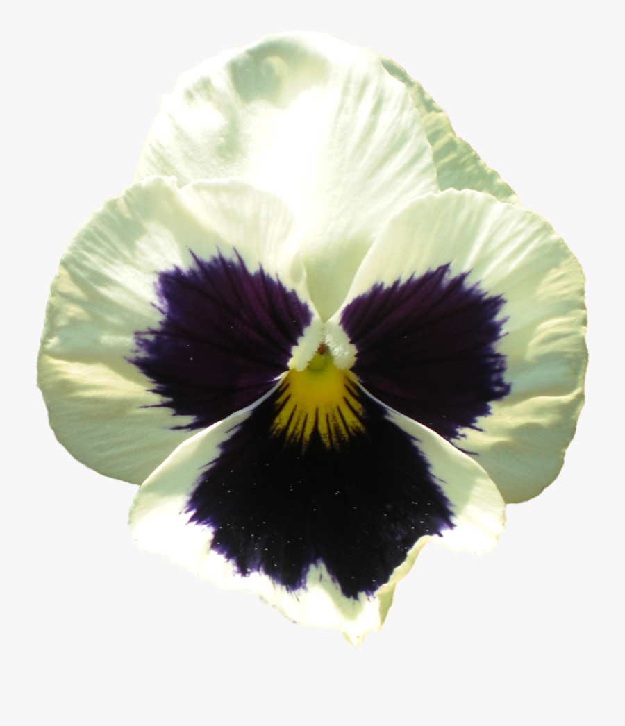 Pansy Flower - Pansy, Transparent Clipart