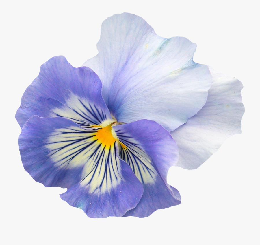 Pansy Flower Png, Transparent Clipart