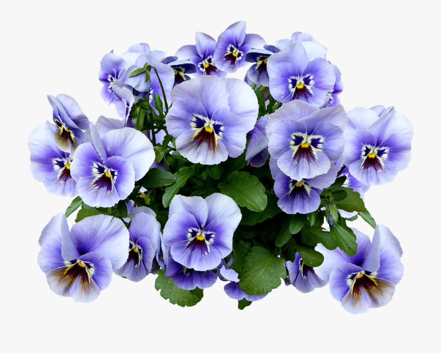 Transparent Spring Png - Pansies Png, Transparent Clipart