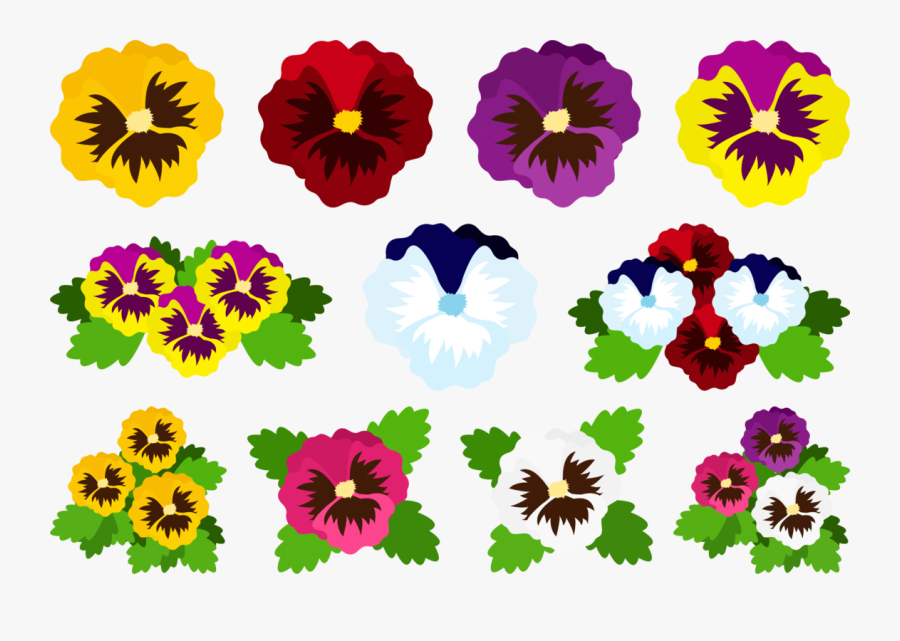 African Daisy, Transparent Clipart