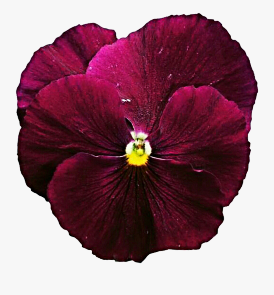 Pansy, Transparent Clipart