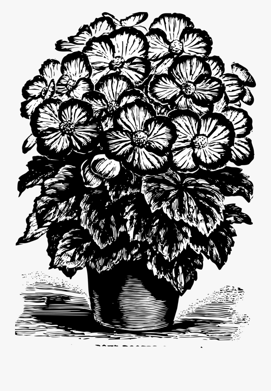 Pansy Pansies Potted Flower - กระถาง ดอกไม้ ด รอ อิ้ ง, Transparent Clipart