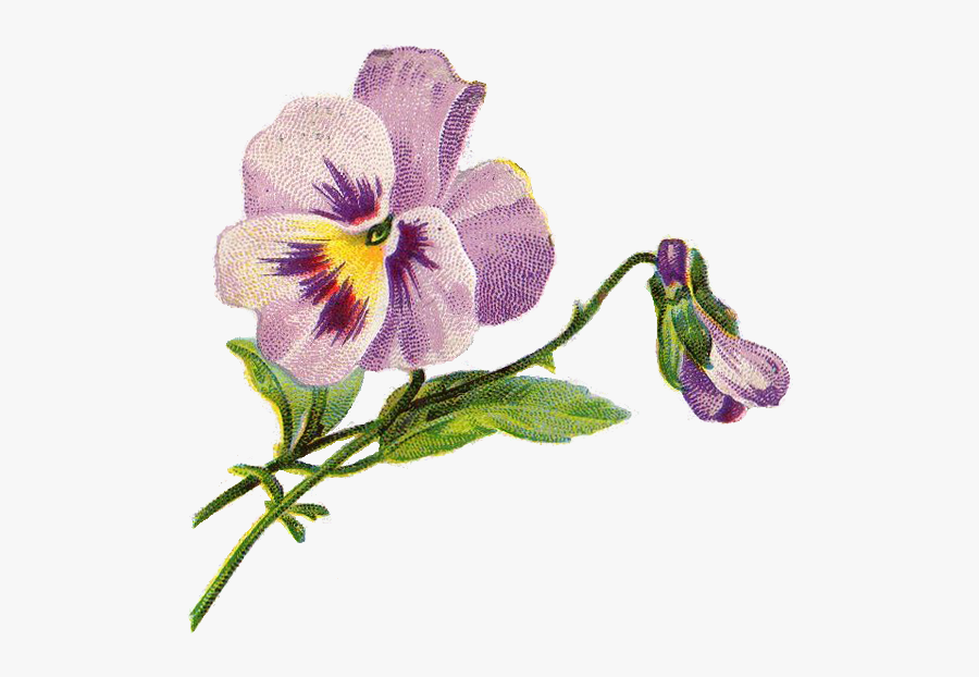 Violet Flower Vintage Illustration, Transparent Clipart