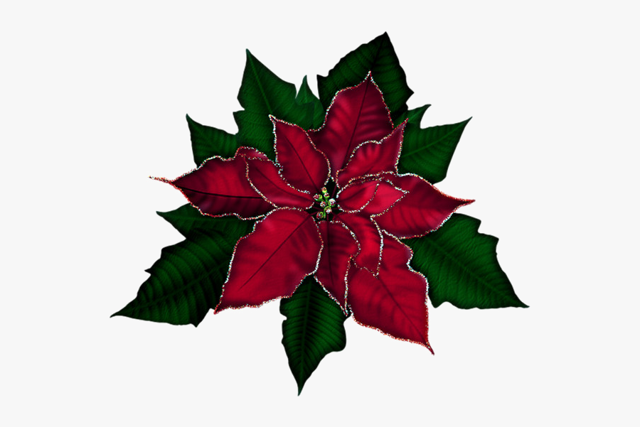 Poinsettia Png Transparent Image - Transparent Poinsettia Png, Transparent Clipart