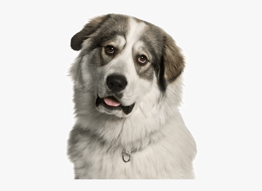 Clip Art Pictures Of Great Pyrenees Dogs - Pyrenean Mountain Dog Face, Transparent Clipart