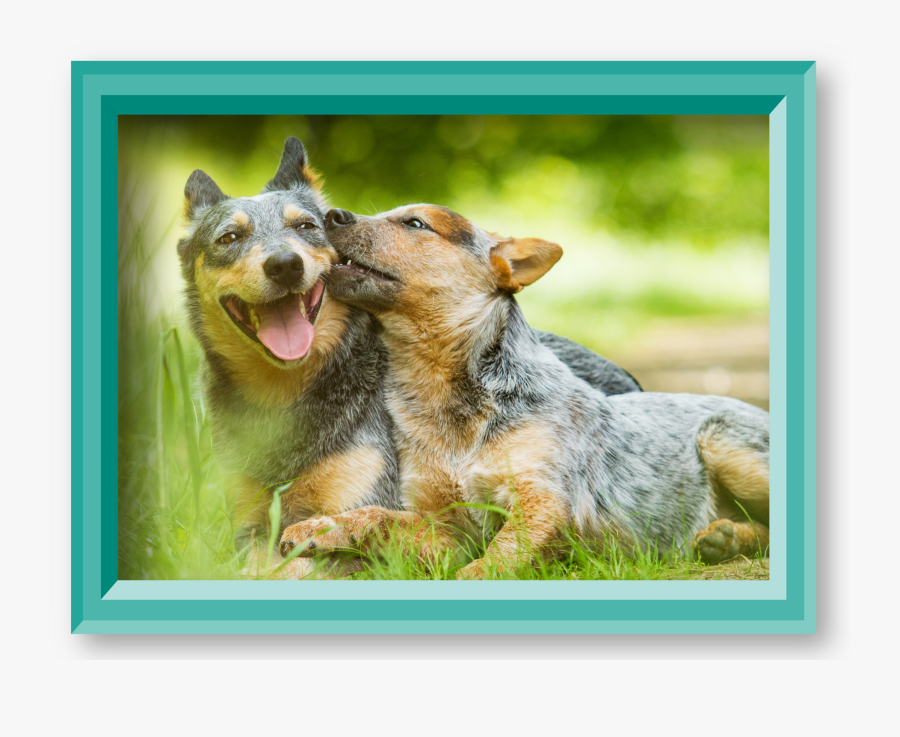 Blue Heeler Clipart, Transparent Clipart
