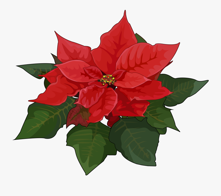 Poinsettia Flower Oleander Plant Christmas - Flores De Pascua Png, Transparent Clipart