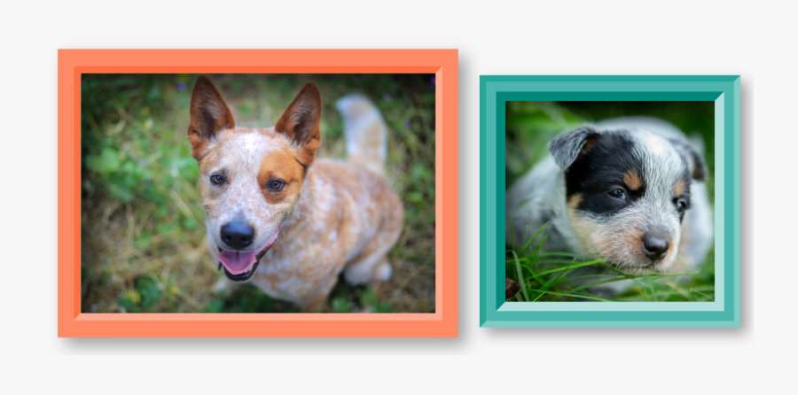 Blue Heeler Clipart, Transparent Clipart