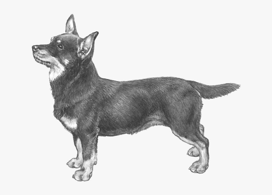 Lancashire Heeler Fci, Transparent Clipart