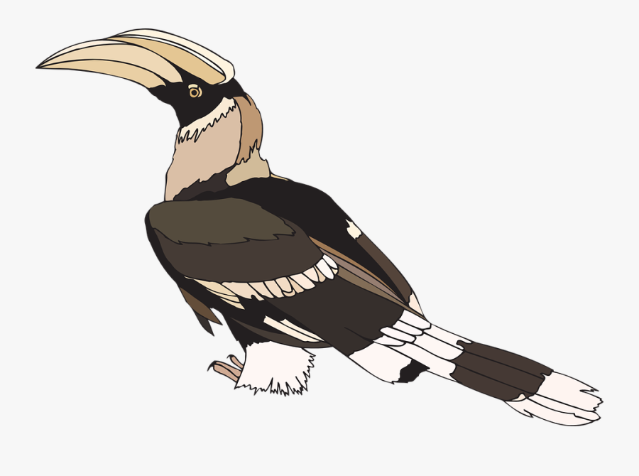 Hornbill, Pied, Indian, Bird, Wings, Staring, Feathers - Hornbill Clip Art, Transparent Clipart
