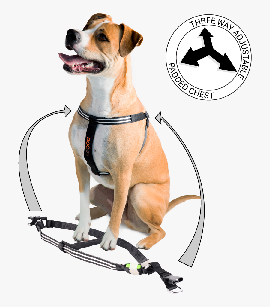 Transparent Leash Png - Companion Dog, Transparent Clipart