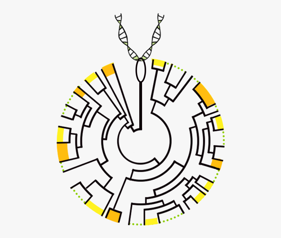 Circle, Transparent Clipart