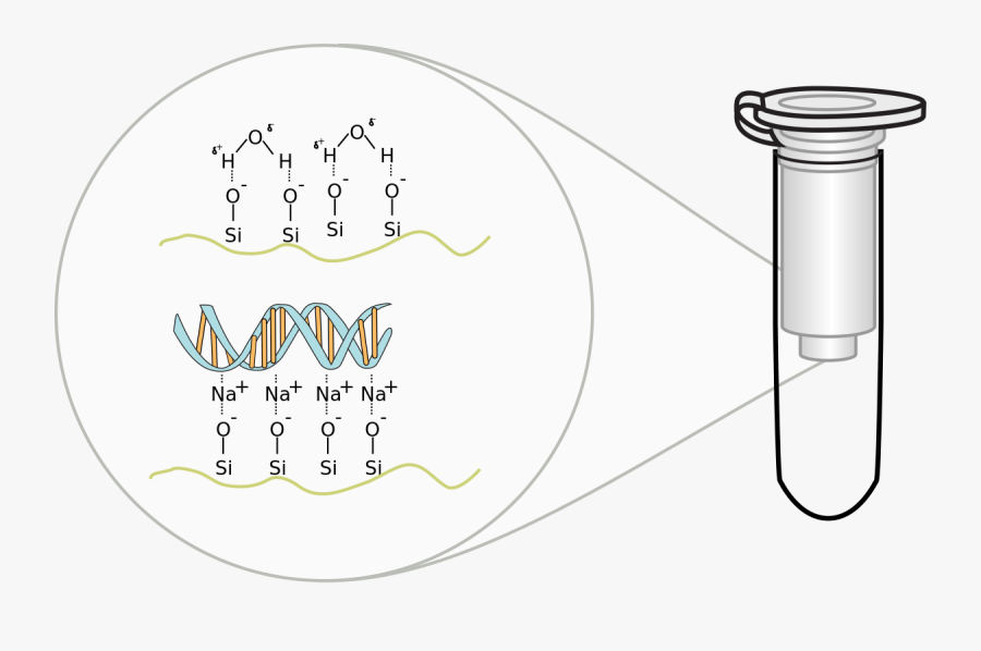 Qiagen Column, Transparent Clipart